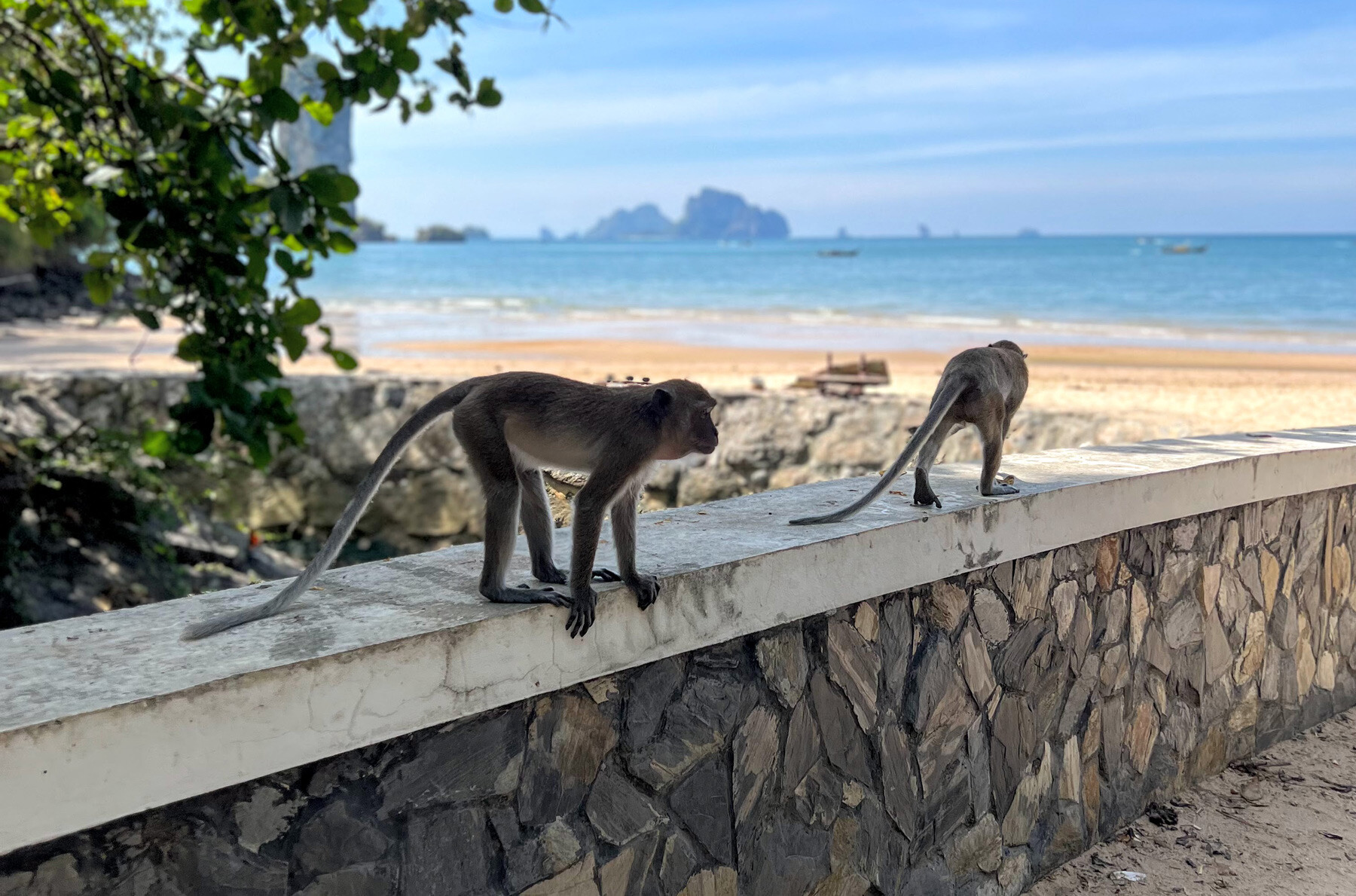De monkey trail in Ao Nang