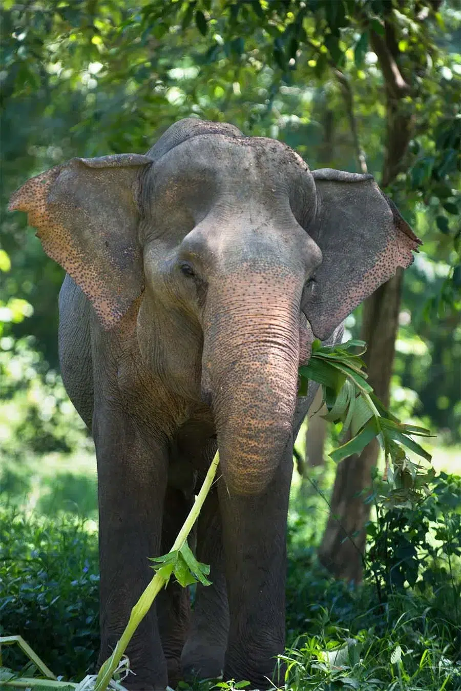 Malee, een olifant bij de hands-off sanctuary Somboon Legacy Foundation